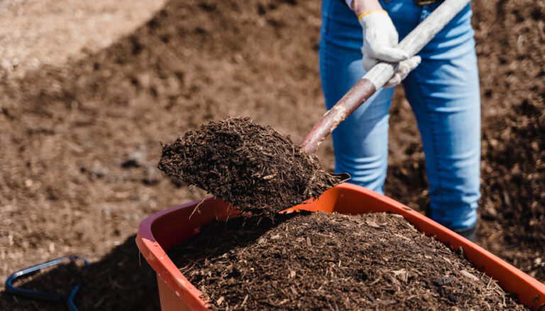 Natural Choice: Organic Fertilizer for Apple Trees