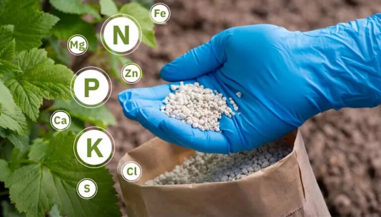 Types Of Fertilizers And How To Pick The Right One