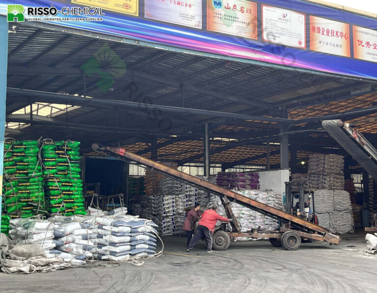 Risso fertilizer is being loaded into a truck