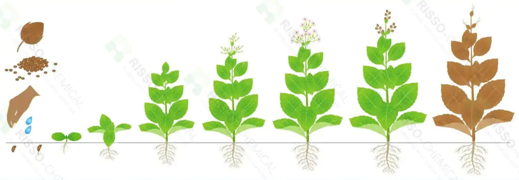Tabaco Propósito Fertilizante banner1