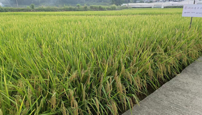 Potash: The Invisible Champion Behind Rice Crops