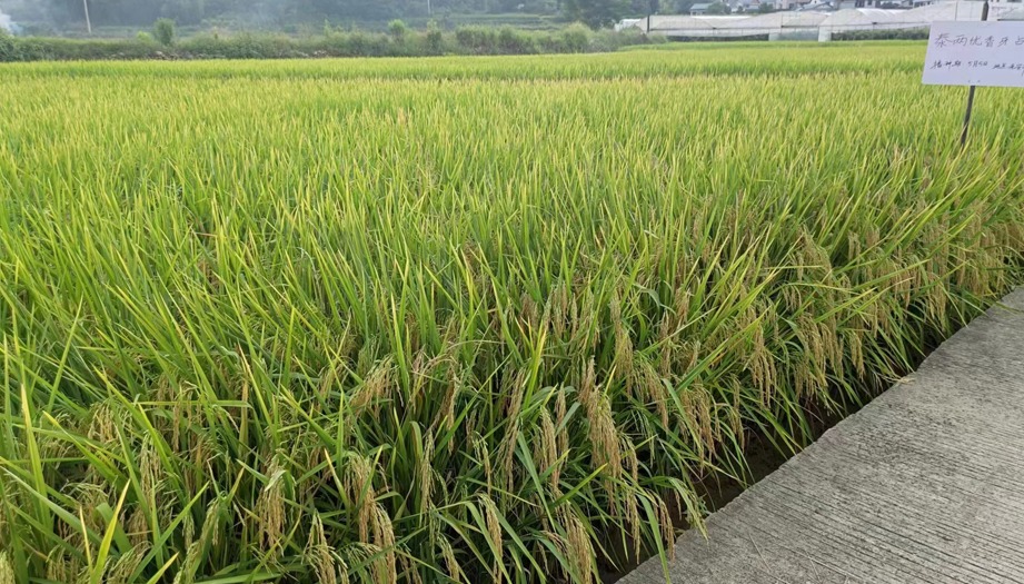 rice-potassium-fertilizer