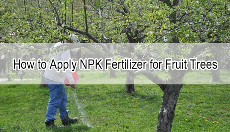 How to Apply NPK Fertilizer for Fruit Trees: A Complete Guide