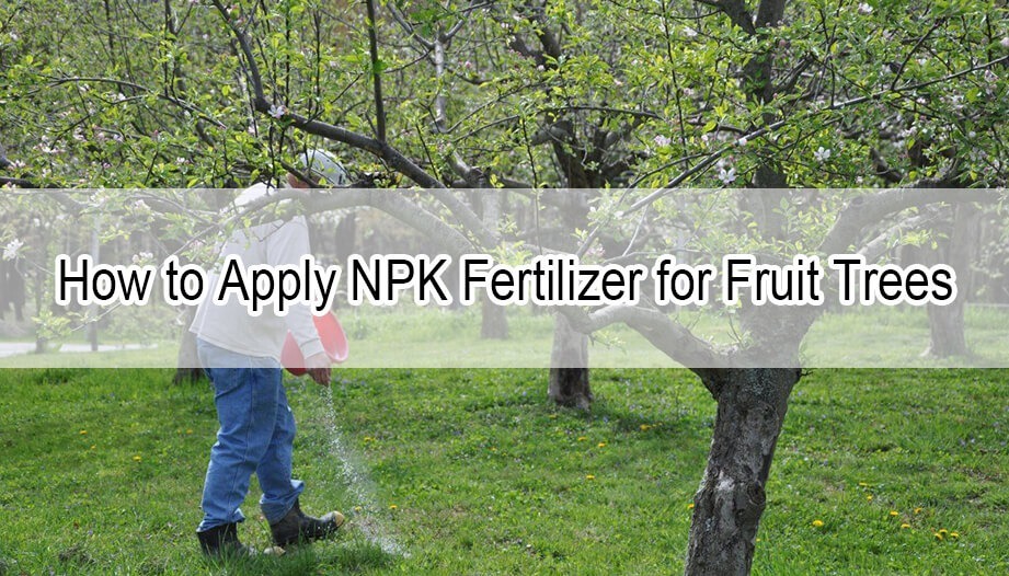 How to Apply NPK Fertilizer for Fruit Trees