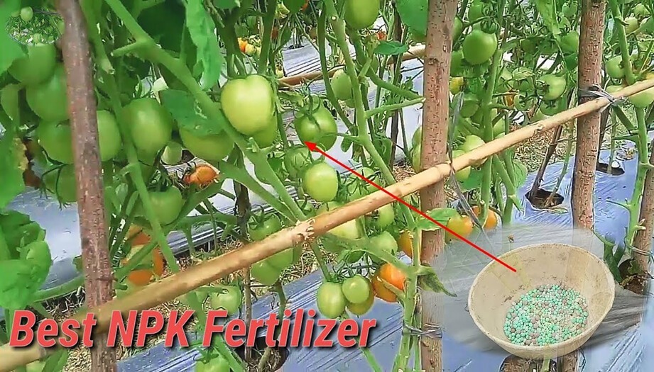 How to Apply NPK Fertilizer for Fruit Trees4