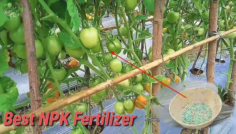 Cara Pemberian Pupuk NPK pada Pohon Buah4