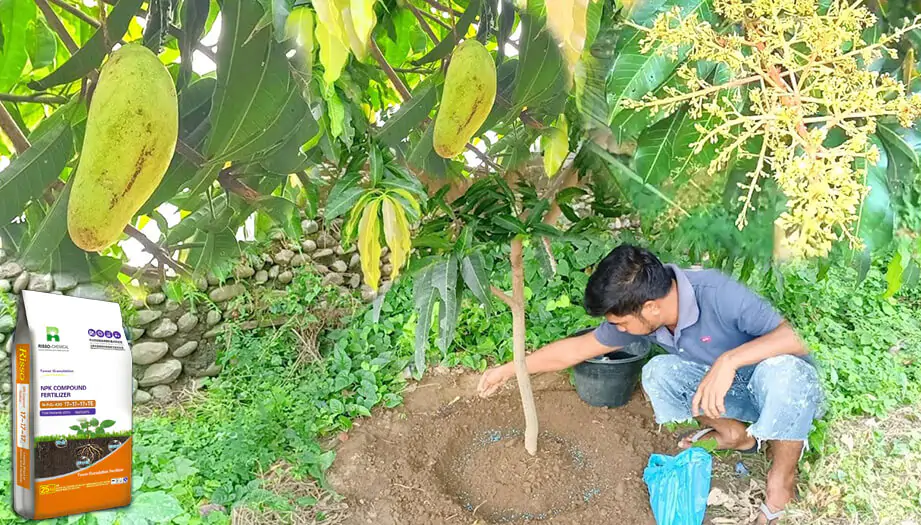 Pilih Rasio NPK yang Tepat