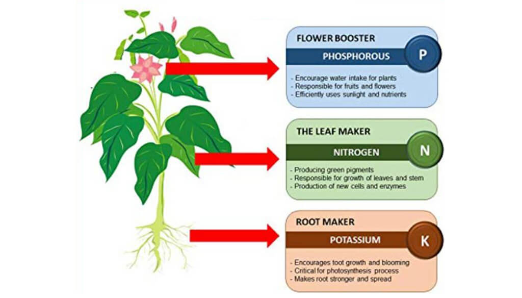 Identify Plant Needs