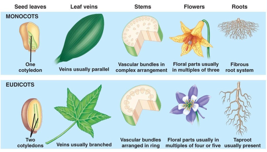 Identify Plant Needs