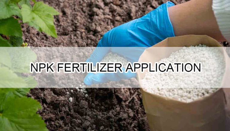 NPK fertilizer application