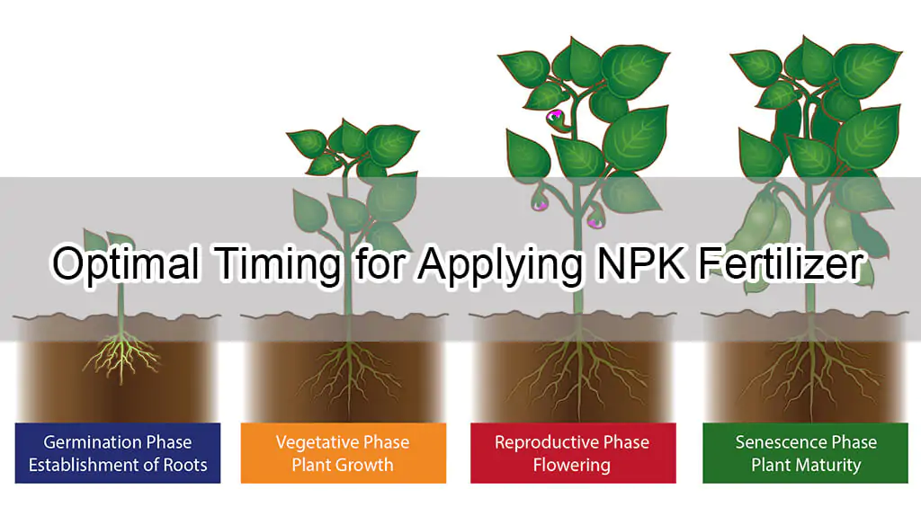 Optimaler Zeitpunkt für die Anwendung von NPK-Dünger