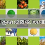 The Types of NPK Fertilizers