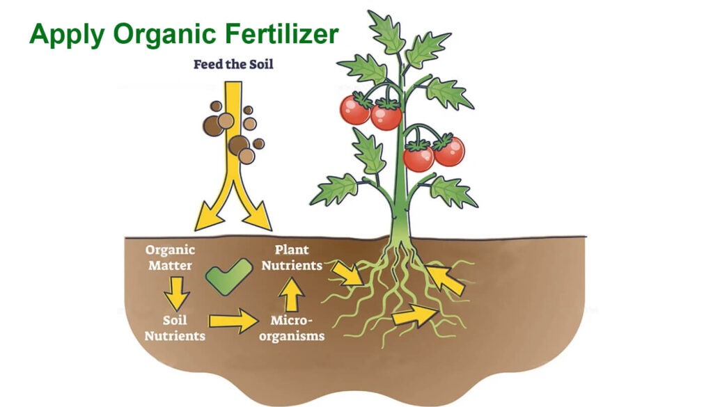 Apply organic fertilizer