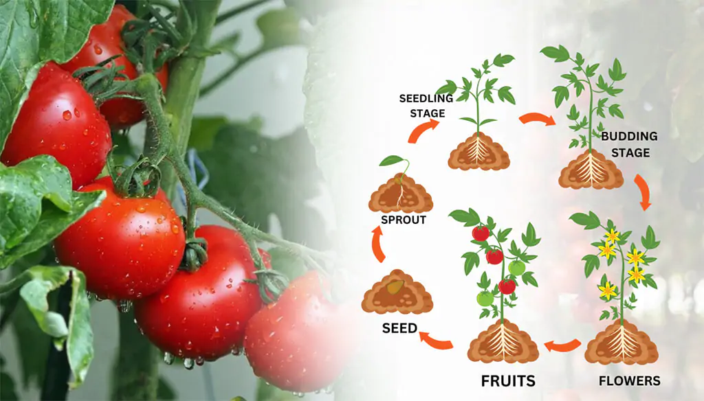 Plej bona NPK-Proporcio por Tomatoj
