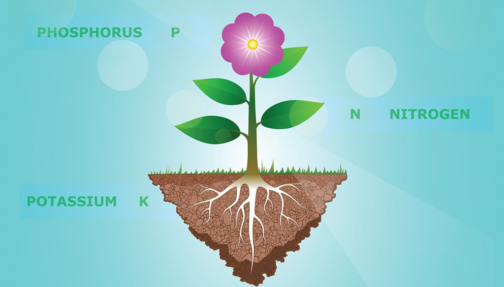 Choosing the Right NPK Ratio for Your Plants