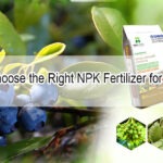 How to Choose the Right NPK Fertilizer for Fruit Trees