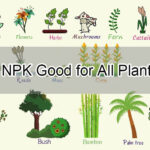 Is NPK Good for All Plants