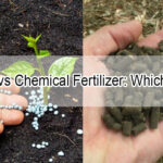 Organic vs Chemical Fertilizer