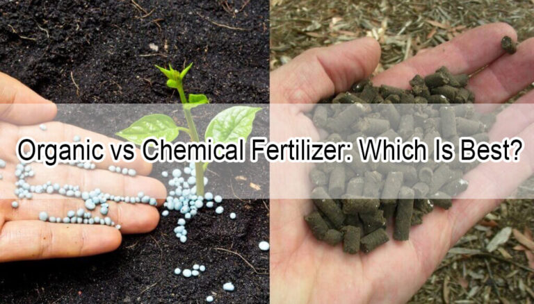 Organic Fertilizer vs Chemical Fertilizer:  Which Is Best for Your Plants?