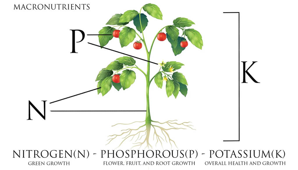 Understanding NPK and Its Functions