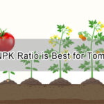 What NPK Ratio is Best for Tomatoes