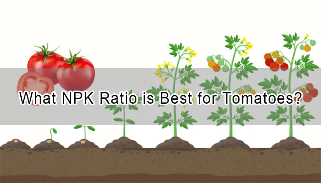 Kia NPK-proporcio estas Plej bona por Tomatoj