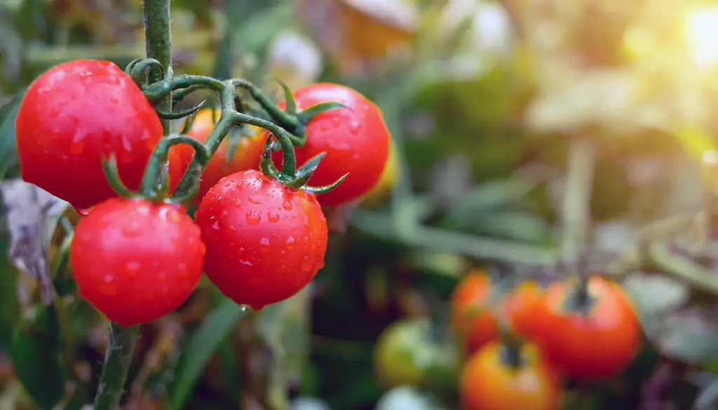 Kiam kaj Kiel Apliki NPK-Sterkon por Tomatoj