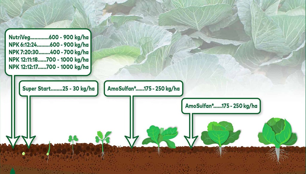 Recommended NPK fertilizer ratio