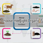 How to Choose the Right Organic Fertilizer