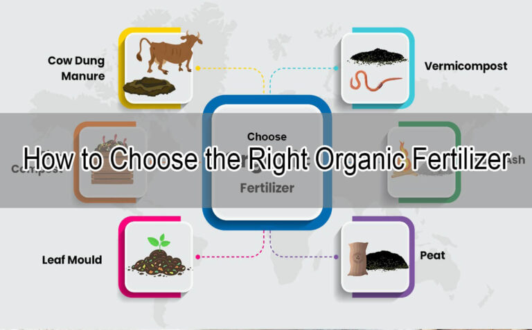 How to Choose the Right Organic Fertilizer for Healthy Plants