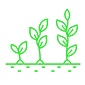 Growth and flowering stages icon