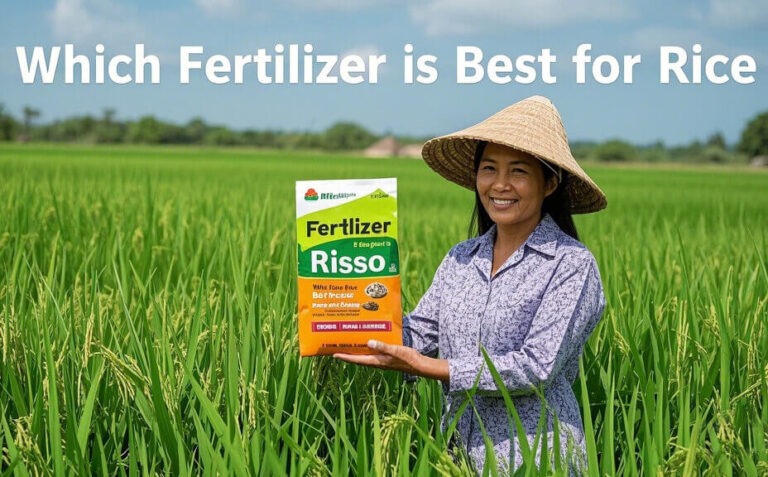 Quel engrais est le meilleur pour le riz ?