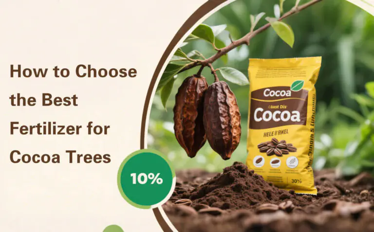 Comment choisir le meilleur engrais pour le cacao