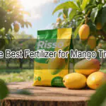 The Best Fertilizer for Mango