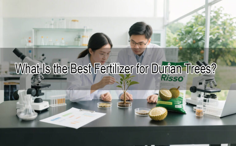 ¿Cuál es el mejor fertilizante para los árboles de durian?