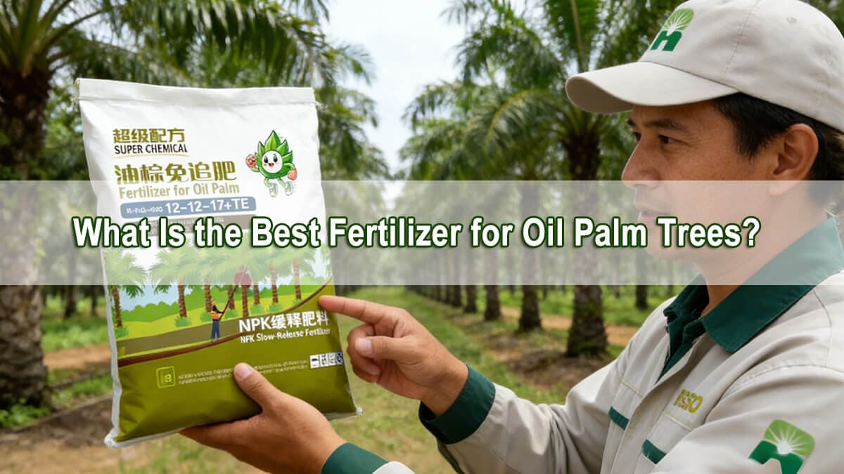 What Is the Best Fertilizer for Oil Palm Trees