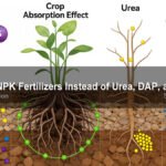 Why Use NPK Fertilizers Instead of Urea, DAP, and Potash