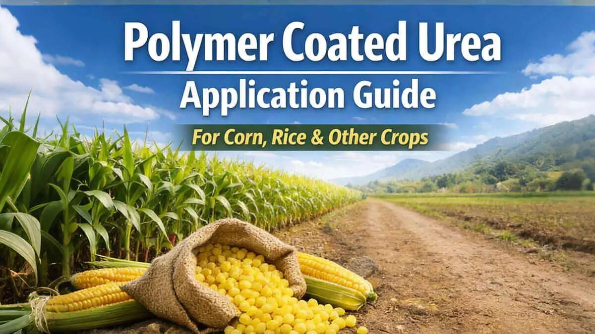 Polymer Coated Urea Application Guide for Corn, Rice & Crops