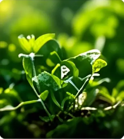 Green Innovation