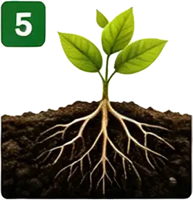 Humic & Fulvic Acid Technology