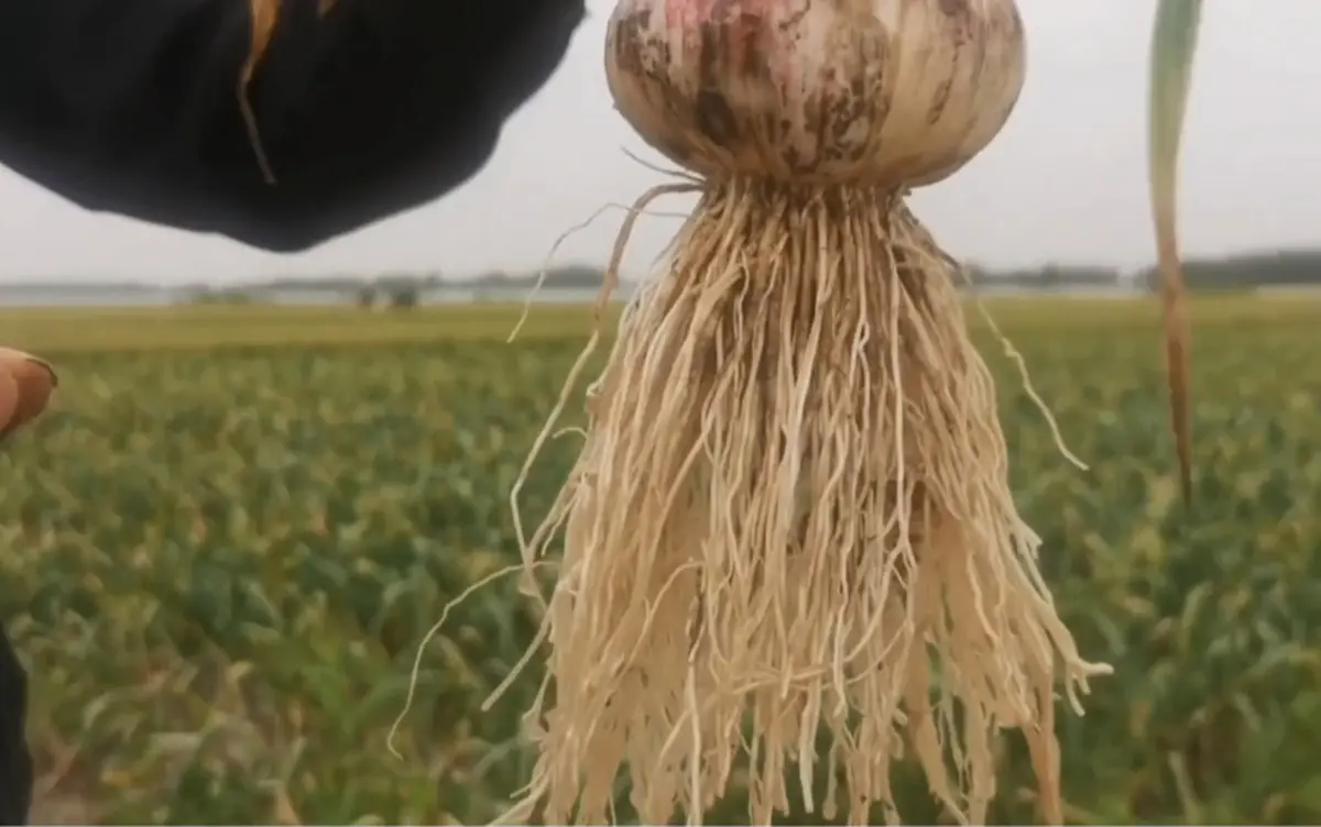 Garlic crops1